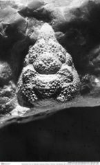 Historisches Foto von Bullariscus patruliusi (Robins, Feldmann & Schweitzer, 2013) (NHMW-AFW-GEO-BACHMAYER-FOTO-1990-0041-4641)